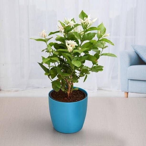 Wrenna Jasmine Plant