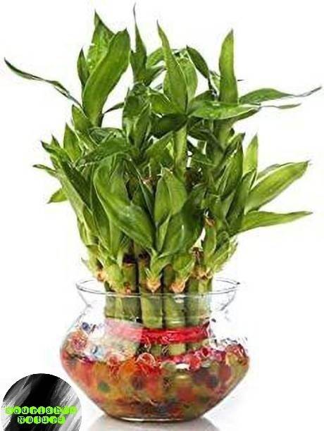 Nourished Nature Two Layer Bamboo Plant