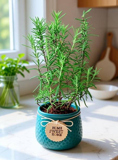 SOFTYGARDEN Rosemary Plant