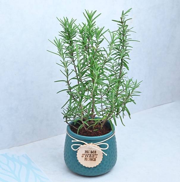 SOFTYGARDEN Rosemary Plant