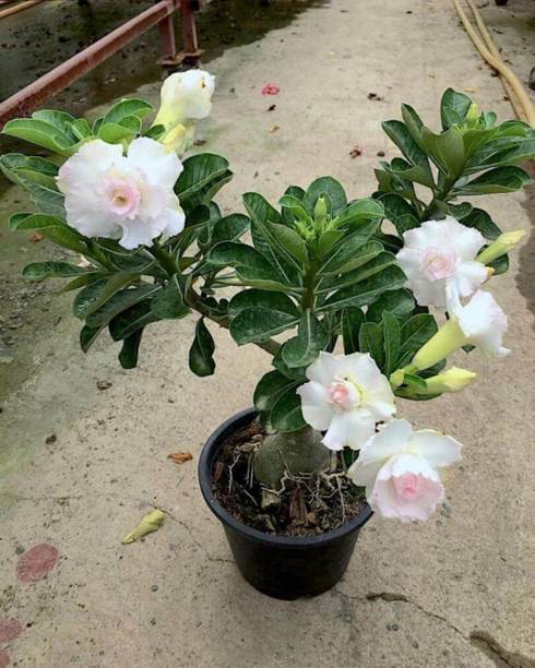 SAIQUALES Adenium Plant