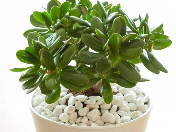 RudrasGarden Jade Plant