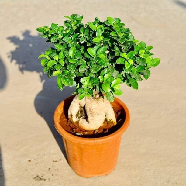 फ्लोरा फाइन फिकस बोनसाई पौधा