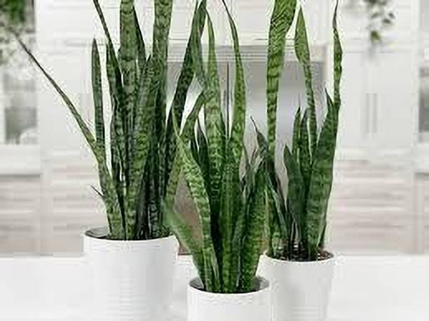 RKFLOWERS Snake Plant