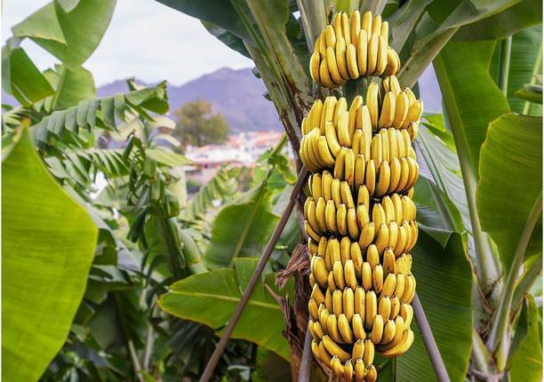 GREENCITY Banana Plant