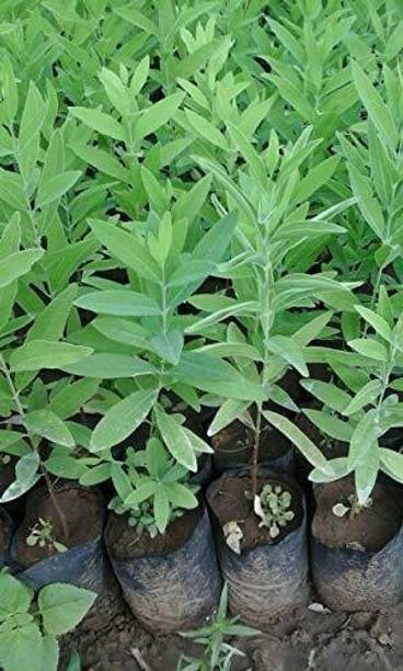 Cloud Farm Red Sandalwood Plant