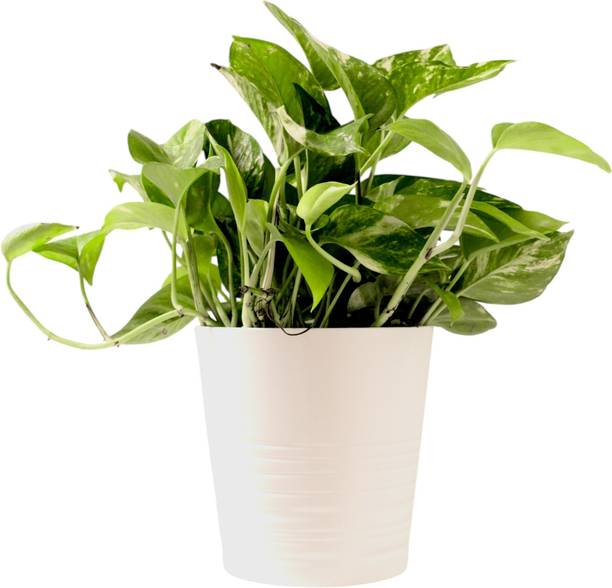 DEY CRAFT Money Plant