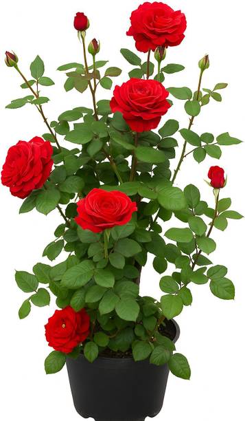 RasmoniGreen Rose Plant