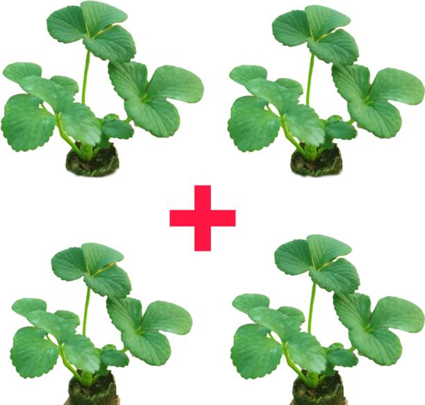 sspykrts Strawberry Plant