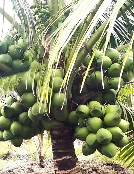Green view Coconut Plant