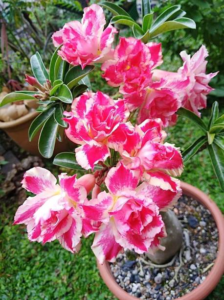 RasmoniGreen Adenium Plant