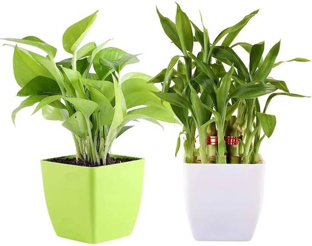 plants'N'petals Money Plant, Two Layer Bamboo Plant