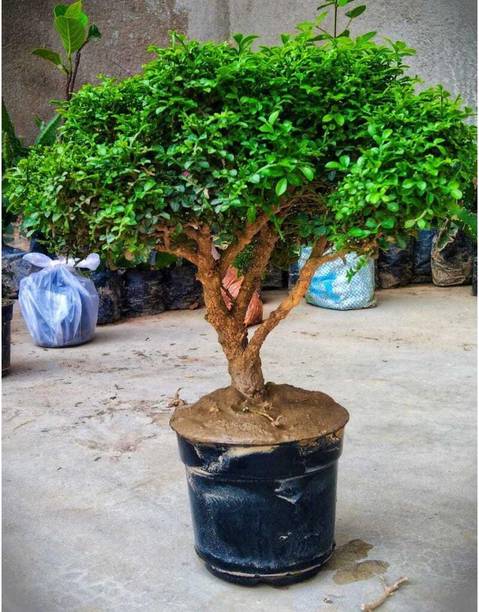 Cloud Farm Table Palm Plant