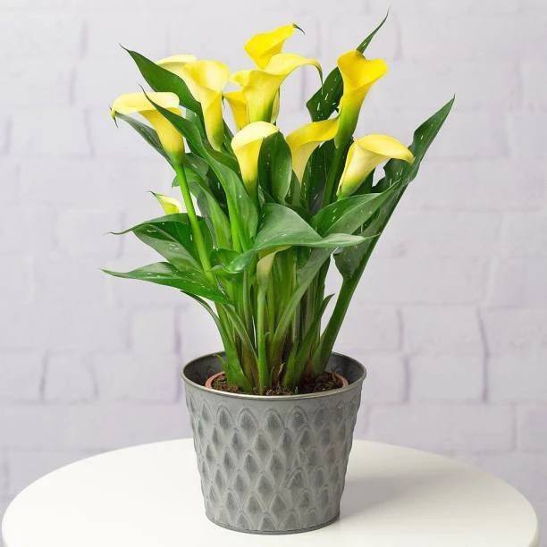FUEGOASIS Canna Lily Plant