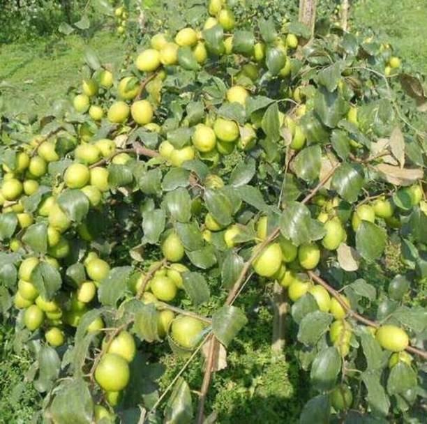 Suruchi plant Hub Ber Apple Plant