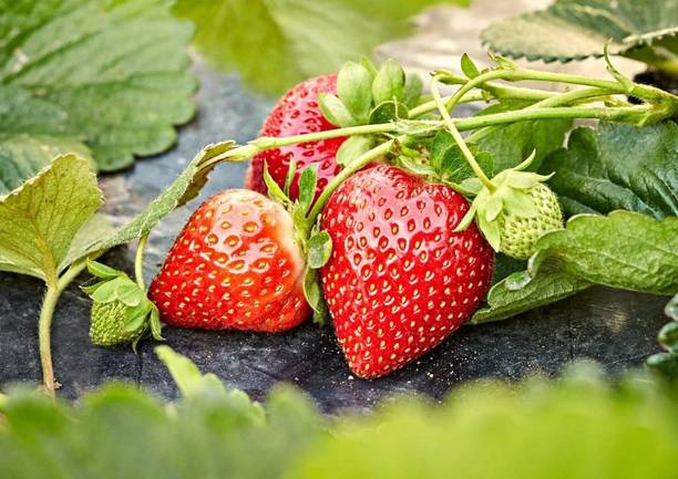 Cloud Farm Strawberry Plant