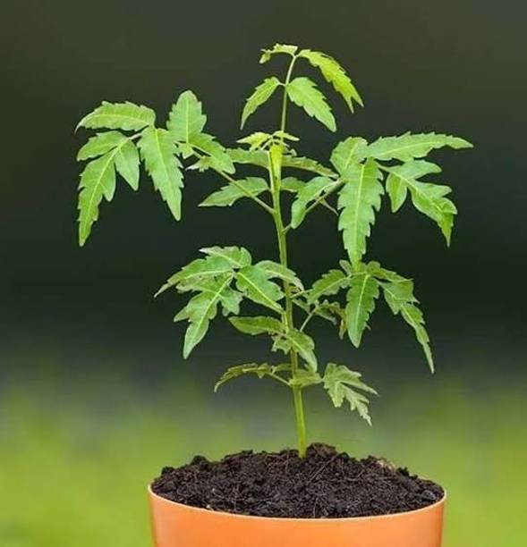 Skrhuvoy Neem Plant