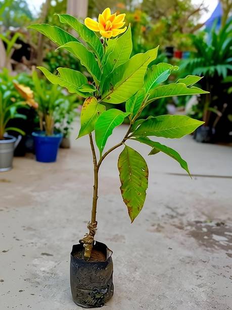 LifeShowMe Bali Chamba Plant