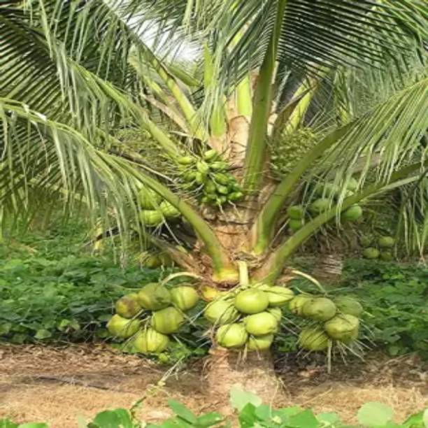 Khushi Prova Coconut Plant