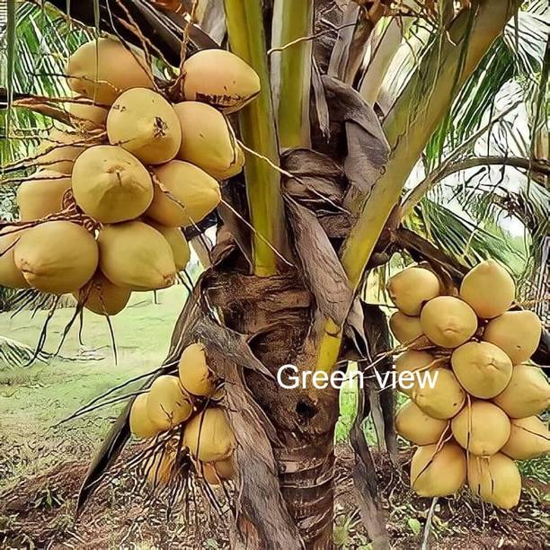 Green view Coconut Plant