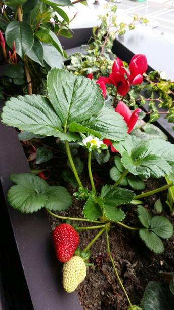 GreenyOn Strawberry Plant