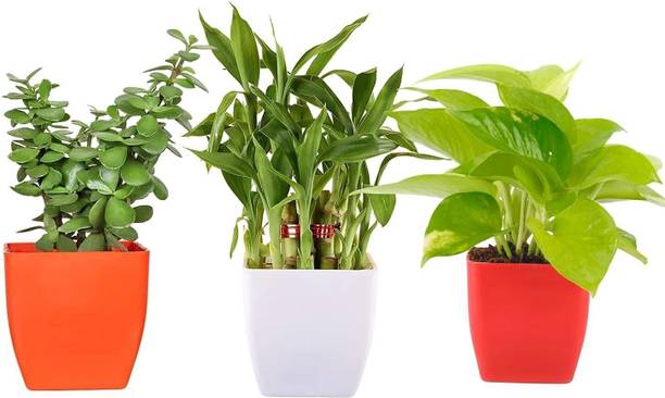 JESAA GREENS Money Plant, Two Layer Bamboo Plant, Jade Plant