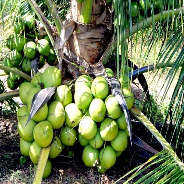 Green view Coconut Plant