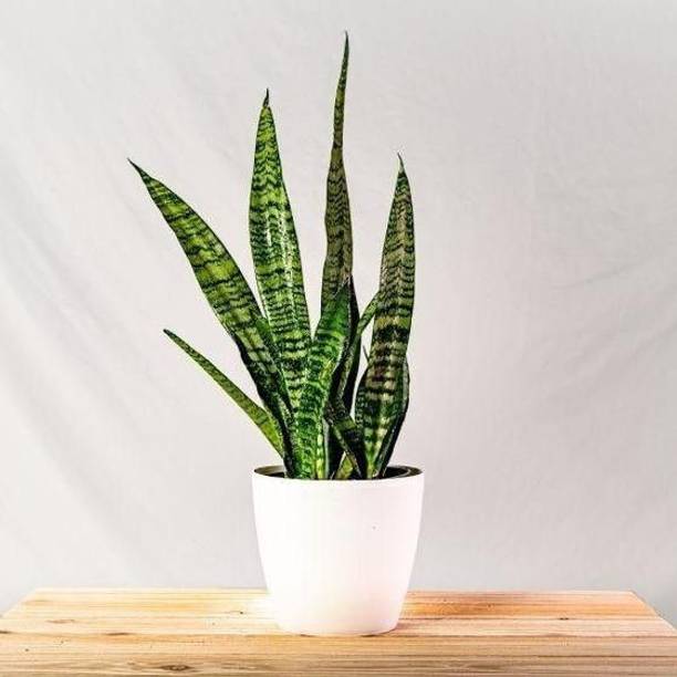 Aclipastal Snake Plant