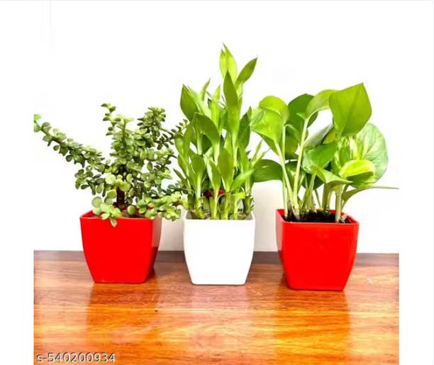 Gabbro Two Layer Bamboo Plant, Money Plant, Jade Plant