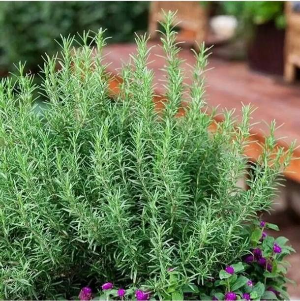 Cloud Farm Rosemary Plant