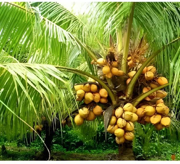 Green view Coconut Plant
