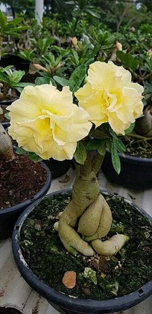 Aclipastal Adenium Plant