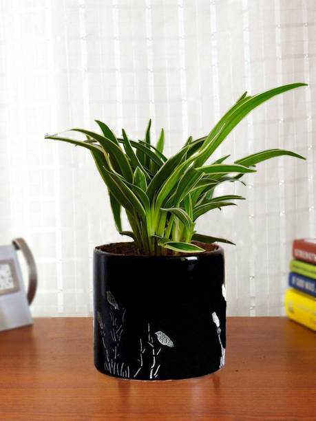 Cloud Farm Spider Plant