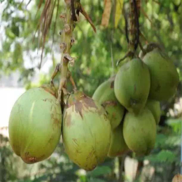 Cloud Farm Coconut Plant