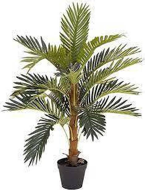 Ydara Coconut Plant
