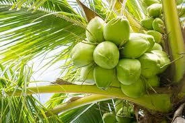 ABEFARIYA Coconut Plant