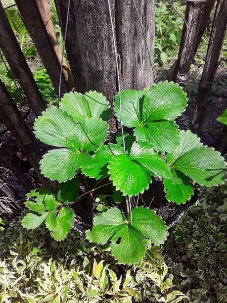 Cloud Farm Strawberry Plant