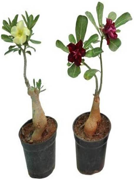 GreenyOn Adenium Plant