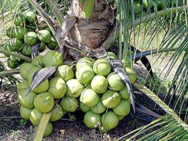 ग्रीन आयलैंड नारियल का पौधा पौधा