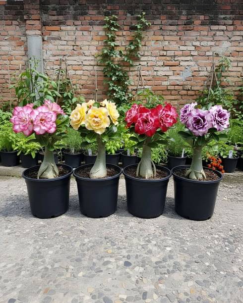 AMBRUZZ Adenium Plant
