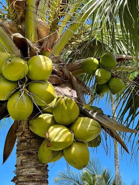 Green view Coconut Plant