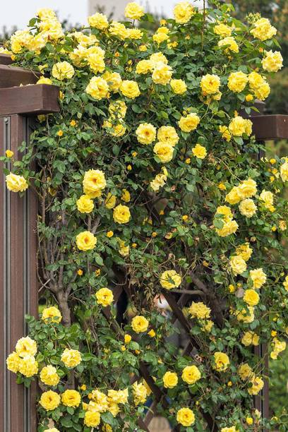 Cloud Farm Rose Plant