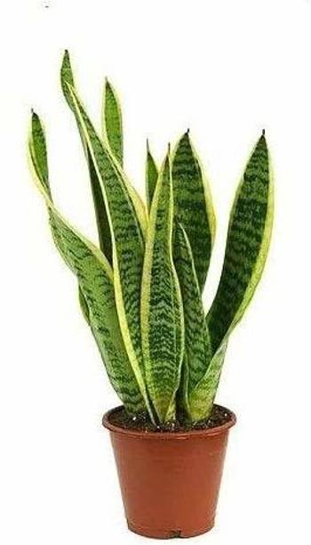 SHREYAGREEN Snake Plant