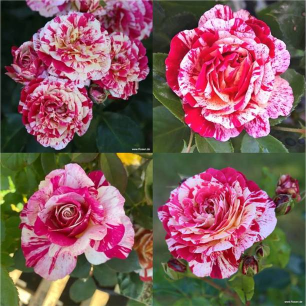 GreenCloud Rose Plant