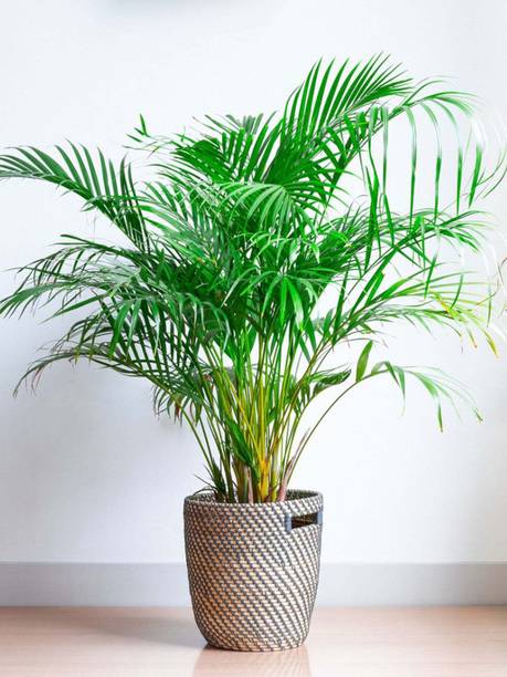Oxygreenplant Areca Palm