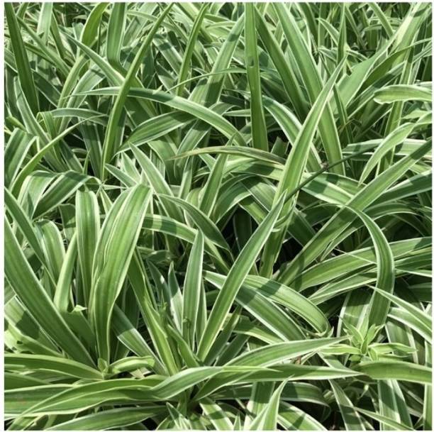 GREENCITY Spider Plant