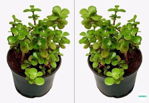 Aclipastal Jade Plant