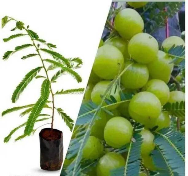 amloki Amla Plant