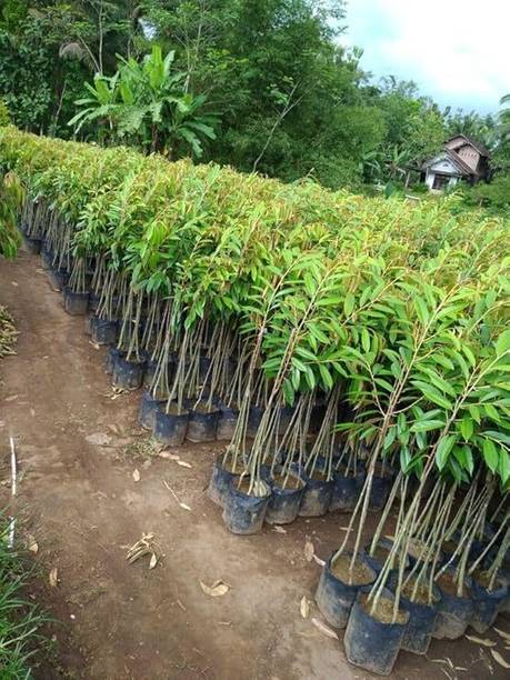 NATURESNURSERYY Agarwood Plant