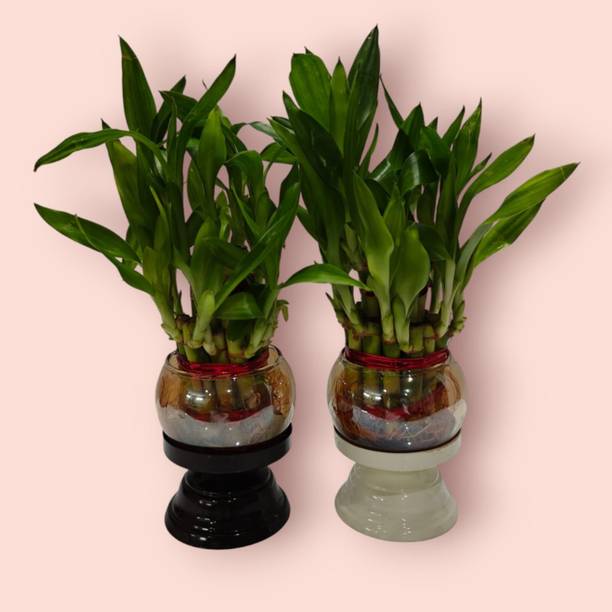 The urban home Lucky Bamboo Plant